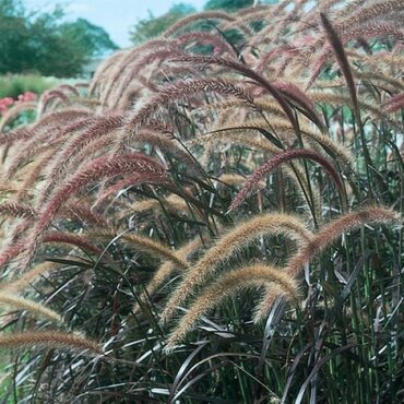 Pennisetum Rubrum 2 Litre