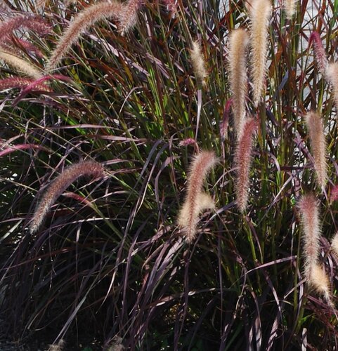 Pennisetum Rubrum 3 litre