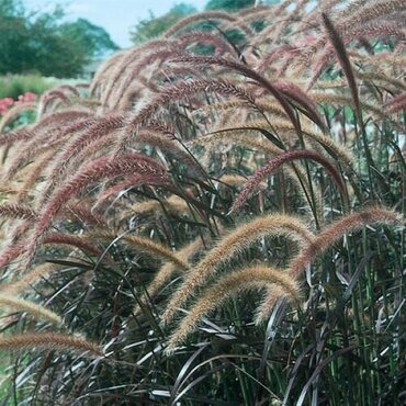 Pennisetum Rubrum 4.6 Litre