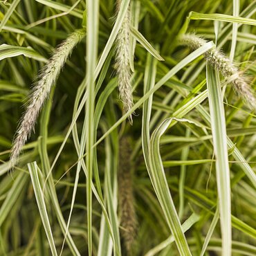 Pennisetum Sky Rocket 2 Litre