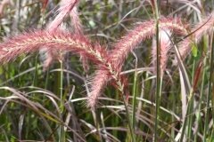 Pennisetum Summer Samba 2 Litre