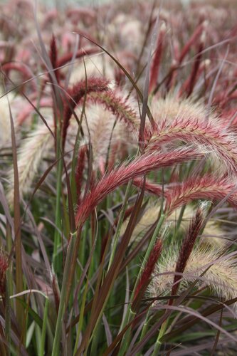 Pennisetum Tiny Tails 2 Litre