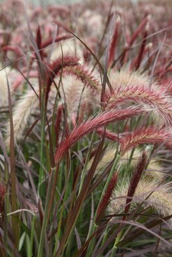 Pennisetum Tiny Tails 2 Litre