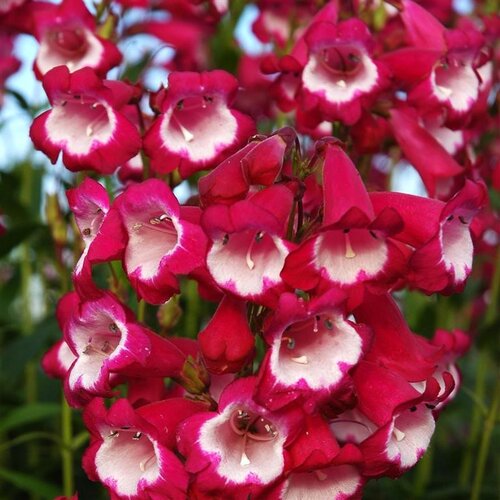 Penstemon Amelia Jayne 2 Litre