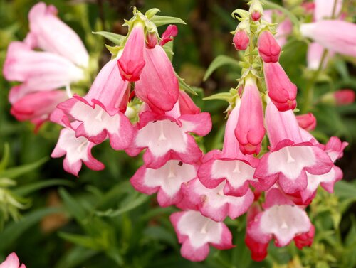 Penstemon Flock Of Flamingos 3 Litre
