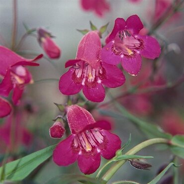 Penstemon Garnet 3 Litre