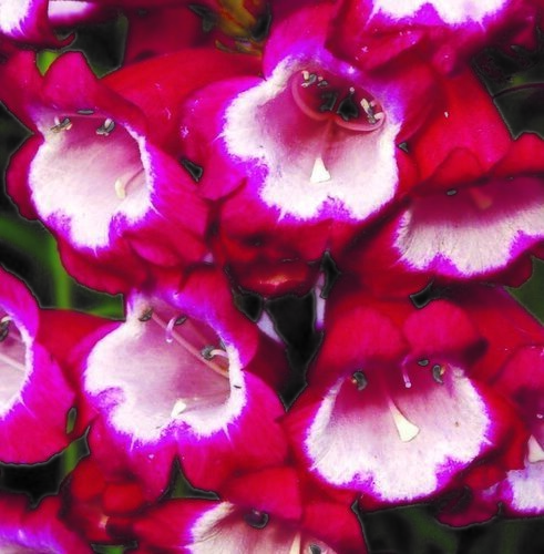 Penstemon Pensham Amelia Jayne 2 Litre