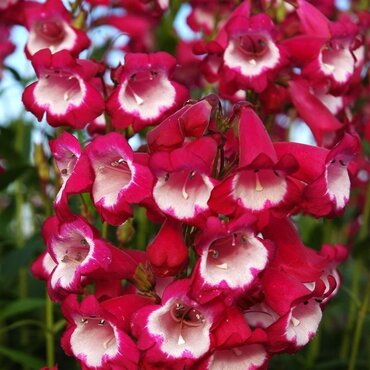 Penstemon Pensham Amelia Jayne 3 Litre