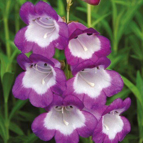 Penstemon Pensham Czar 3 Litre