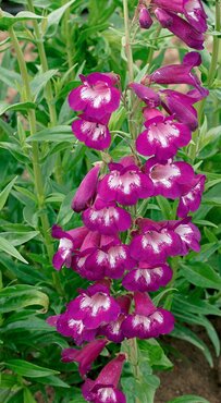 Penstemon Pensham Plum Jerkum 3 litre