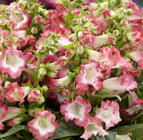 Penstemon Pentastic Pink 2 Litre