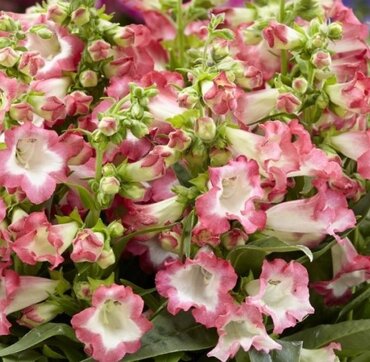 Penstemon Pentastic Pink 2 Litre