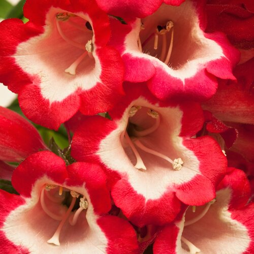 Penstemon Pentastic Red 2 Litre