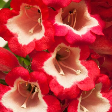 Penstemon Pentastic Red 2 Litre