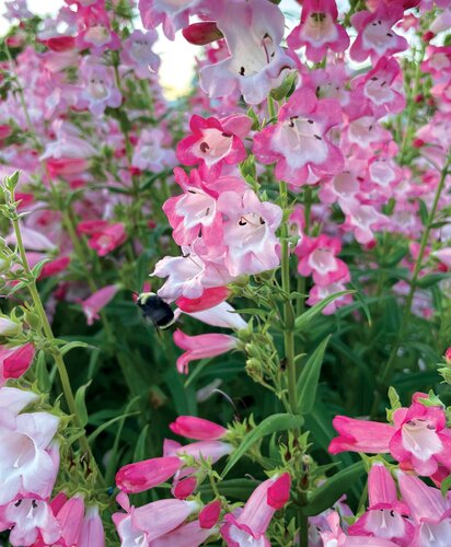 Penstemon Pentastic Rose 2 Litre