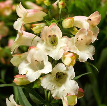 Penstemon Phoenix Appleblossom 1 Litre
