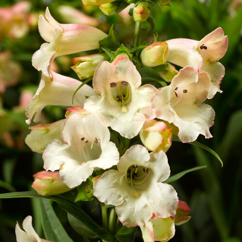 Penstemon Phoenix Appleblossom 3 Litre
