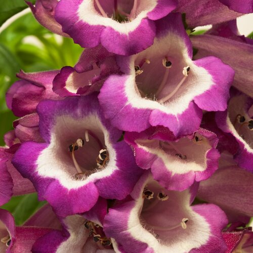 Penstemon Phoenix Magenta 3 Litre