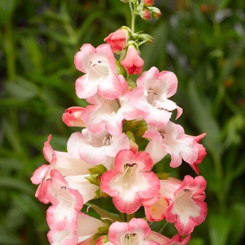 Penstemon Phoenix Pink 3 Litre