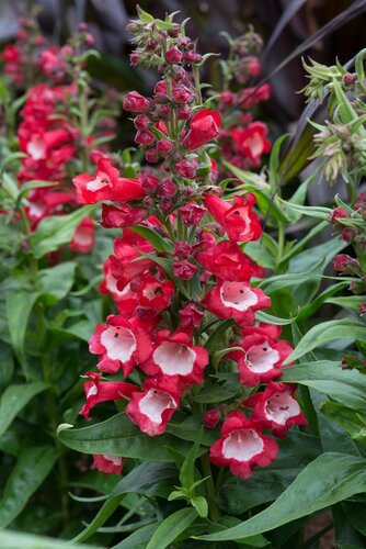 Penstemon Phoenix Red 3 Litre