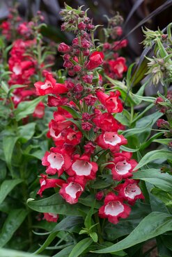Penstemon Phoenix Red 3 Litre