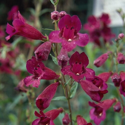 Penstemon Purple Bedder 3 Litre