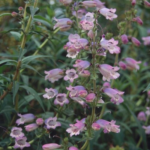 Penstemon Sour Grapes 3 Litre