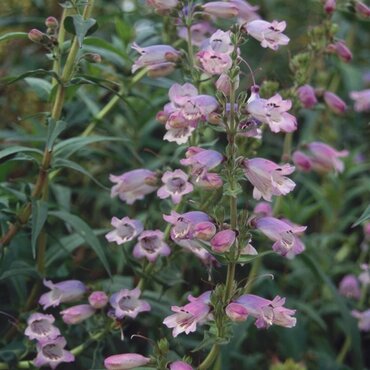Penstemon Sour Grapes 3 Litre