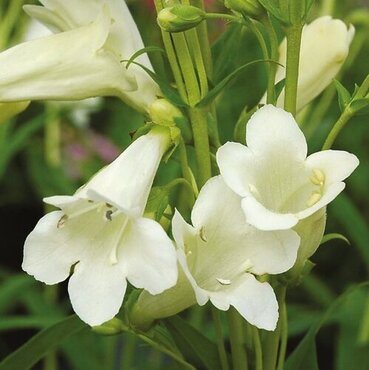 Penstemon Wedding Day 2 Litre