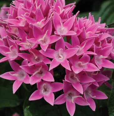 Pentas Pink 1 Litre