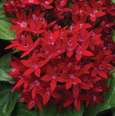 Pentas Red 1 Litre