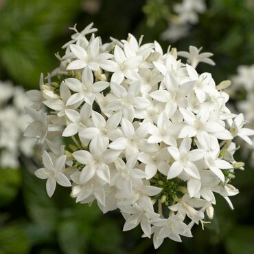 Pentas White 1 Litre