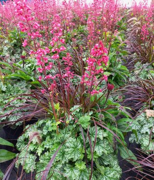 Perennial Mix Tub 10 Litre