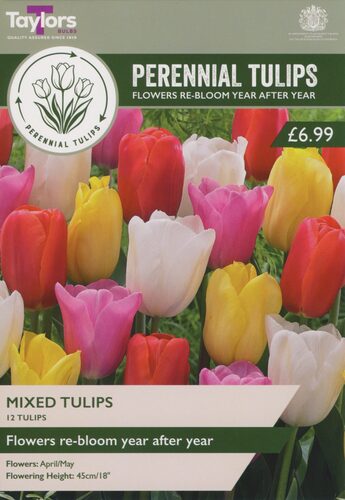 Perennial Mixed Tulips