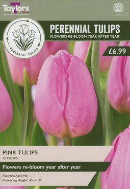 Perennial Pink Tulips
