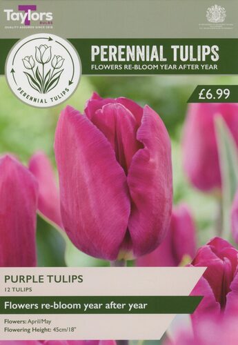 Perennial Purple Tulips