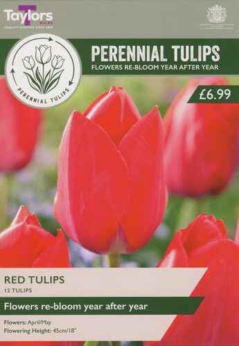 Perennial Red Tulips