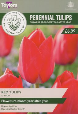 Perennial Red Tulips