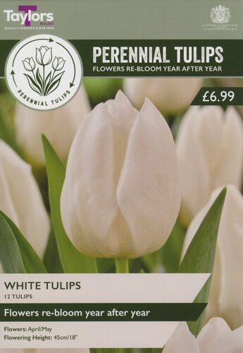 Perennial White Tulips