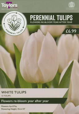 Perennial White Tulips