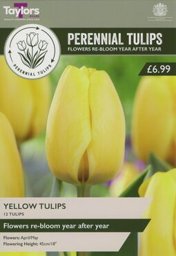 Perennial Yellow Tulips