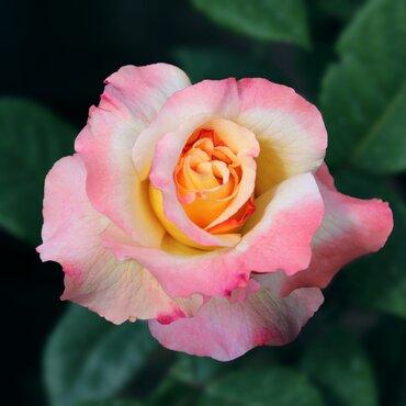 Perfect Harmony Cottage Garden Rose 5.5 Litre