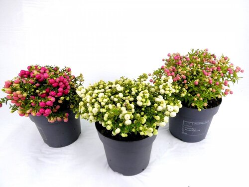 Pernettya mix 14cm - image 1