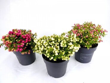 Perneytta Mixed 12cm
