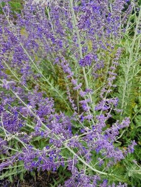 Perovskia Blue Spire 3 Litre - image 2