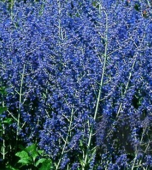 Perovskia Little Spire 3 Litre