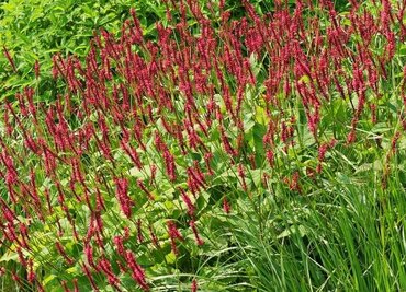 Persicaria 'Caliente' 3 Litre