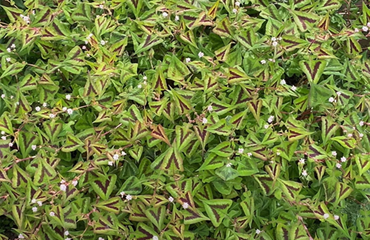 Persicaria Purple Fantasy 2 Litre - image 1