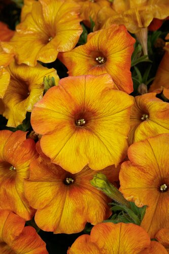 Petchoa Sunset Orange 10.5cm
