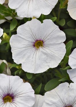 Petchoa White 10.5cm